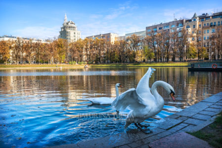 Патриаршие пруды осенним солнечным днем, утки и белые лебеди, Москва