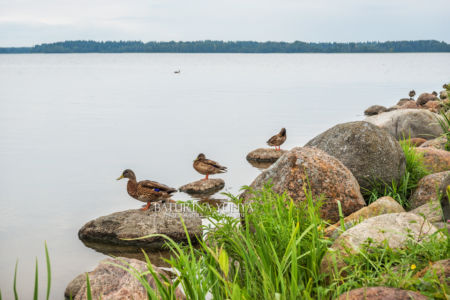 Утки на озере, Валдай