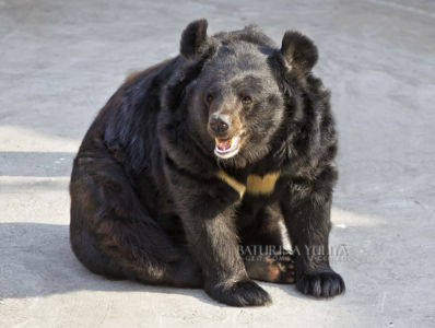 Медведь, Московский зоопарк, Москва