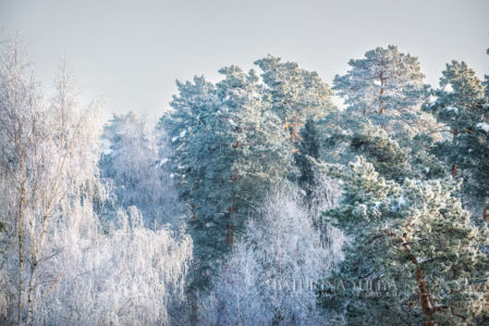Кроны деревьев в белом инее, зимний пейзаж, Подмосковье