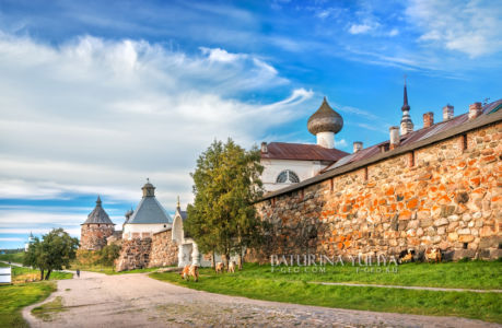 Башни Соловецкого монастыря и коровы, Белое море, Соловки, Соловецкий монастырь, Соловецкие острова