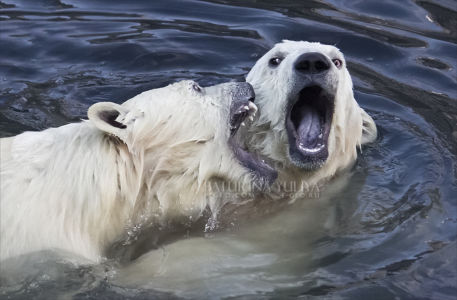 Белые медведи, белый медведь, Московский зоопарк, Москва