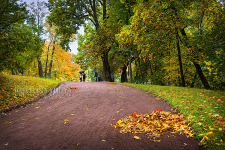 Осень под зонтом, Большой Меншиковский дворец, парк Ораниенбаум (Ломоносов), Санкт-Петербург
