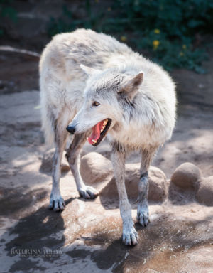 Тундровый волк, Московский зоопарк, Москва