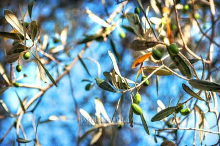 Плоды оливкового дерева на острове Клеопатры, остров Седир, Эгейское море, Мармарис, Турция
