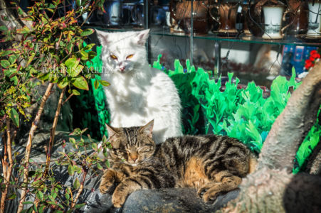 Коты в зарослях у кафе, Сочи