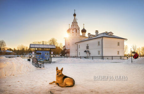 Рыжий сторож монастыря пес, Спасский монастырь, зимняя Верея, Подмосковье